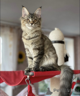Photo №2 to announcement № 163183 for the sale of maine coon - buy in Germany breeder