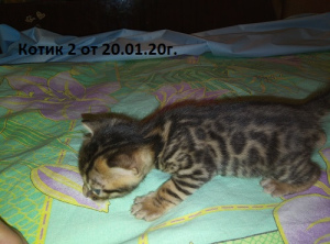 Additional photos: Bright Bengal kittens