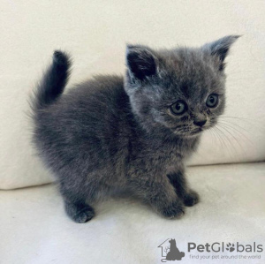 Photo №1. british shorthair - for sale in the city of Miami | 280$ | Announcement № 77890