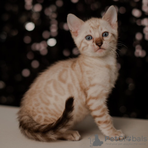 Photo №1. bengal cat - for sale in the city of Vilnius | negotiated | Announcement № 87677