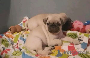 Photo №4. I will sell pug in the city of Bristol. private announcement - price - 1129$