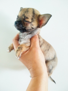 Photo №4. I will sell chihuahua in the city of Gomel. from nursery - price - 278$