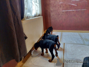 Additional photos: Purebred Doberman puppies for sale 2 months old.