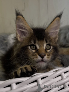 Photo №1. maine coon - for sale in the city of Alabama | 1$ | Announcement № 161206