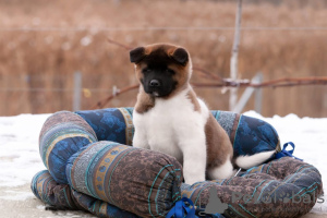 Photo №2 to announcement № 33085 for the sale of american akita - buy in Belarus private announcement, breeder