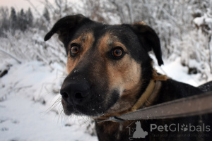 Photo №2 to announcement № 139206 for the sale of non-pedigree dogs - buy in Russian Federation 