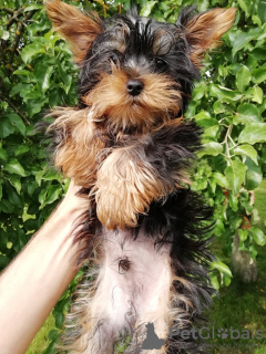 Photo №2 to announcement № 108998 for the sale of beaver yorkshire terrier, yorkshire terrier - buy in Estonia private announcement, from nursery, breeder