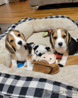 Photo №2 to announcement № 132325 for the sale of beagle - buy in Germany private announcement