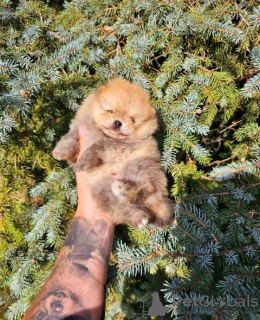 Photo №2 to announcement № 106587 for the sale of pomeranian - buy in Serbia 