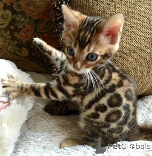 Photo №1. bengal cat - for sale in the city of Arrondisman de Brussels Capital | negotiated | Announcement № 156193