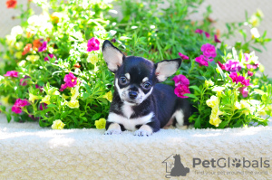 Photo №2 to announcement № 7433 for the sale of chihuahua - buy in Russian Federation from nursery, breeder