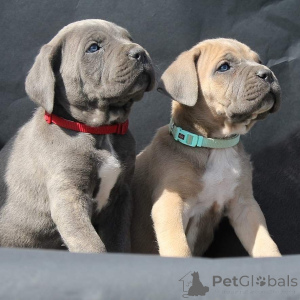 Photo №2 to announcement № 135619 for the sale of cane corso - buy in Germany breeder