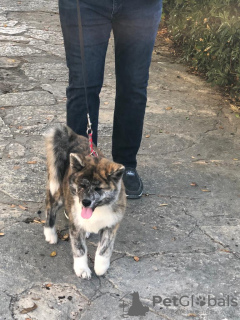 Additional photos: I am selling Japanese Akita puppies