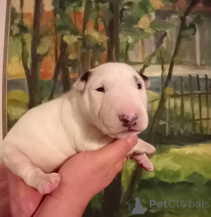 Photo №2 to announcement № 50291 for the sale of bull terrier - buy in Poland private announcement
