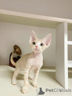 Photo №3. Peterbald. Germany