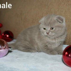 Photo №1. scottish fold - for sale in the city of Dnipro | Negotiated | Announcement № 5818