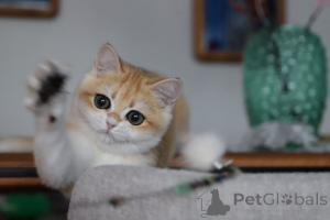 Photo №1. british shorthair - for sale in the city of Istanbul | 2500$ | Announcement № 153756
