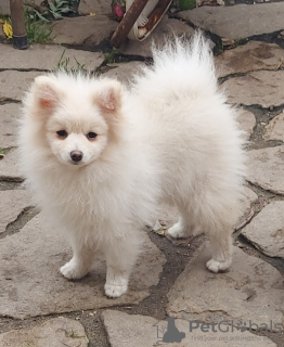 Photo №2 to announcement № 26426 for the sale of non-pedigree dogs - buy in Poland breeder