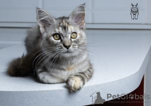 Photo №1. maine coon - for sale in the city of Москва | negotiated | Announcement № 8124