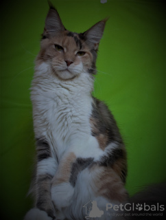 Photo №4. I will sell maine coon in the city of Sevastopol. from nursery - price - 192$