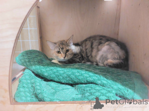 Photo №1.  - for sale in the city of Khimki | Is free | Announcement № 166394