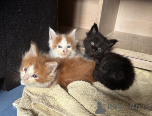 Photo №2 to announcement № 175322 for the sale of maine coon - buy in France 