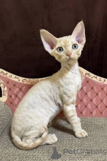 Photo №4. I will sell cornish rex in the city of Anderlecht. private announcement, breeder - price - negotiated