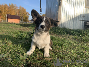 Additional photos: Cardigan Welsh Corgi puppies