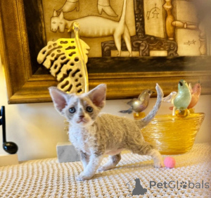 Photo №1. maine coon - for sale in the city of Rüdersdorf | 465$ | Announcement № 166310