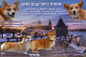 Photo №1. welsh corgi - for sale in the city of Pskov | 669$ | Announcement № 4879