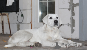 Photo №4. I will sell central asian shepherd dog in the city of Odessa. from nursery, breeder - price - 700800$