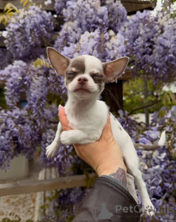 Photo №1. chihuahua - for sale in the city of Prague | negotiated | Announcement № 171205