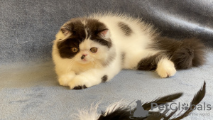 Photo №1. persian cat - for sale in the city of Lviv | 1183$ | Announcement № 7717