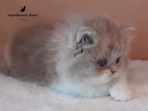 Photo №1. british longhair - for sale in the city of Tomsk | 1006$ | Announcement № 6184