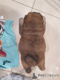 Photo №3. Potty Trained Chow Chow puppies available. Finland