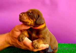 Additional photos: Doberman BEAUTIFUL puppies