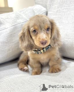 Photo №4. I will sell dachshund in the city of Groningen. breeder - price - negotiated