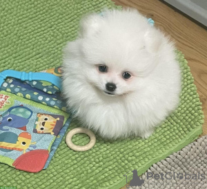 Photo №2 to announcement № 127345 for the sale of pomeranian - buy in Germany private announcement