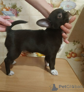 Photo №1. chihuahua - for sale in the city of Иваново | 606$ | Announcement № 8698