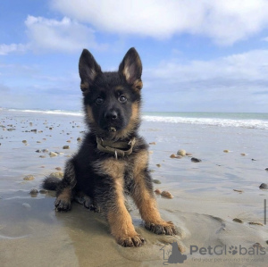 Photo №4. I will sell german shepherd in the city of Texas City. private announcement, breeder - price - 500$