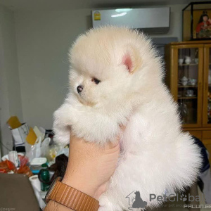 Photo №2 to announcement № 119498 for the sale of pomeranian - buy in Germany private announcement