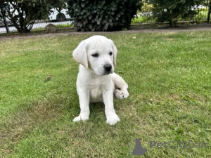 Photo №2 to announcement № 136866 for the sale of labrador retriever - buy in Germany 