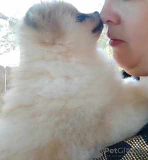 Photo №2 to announcement № 13901 for the sale of pomeranian - buy in Ukraine from nursery