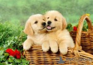 Photo №2 to announcement № 136965 for the sale of golden retriever - buy in Switzerland breeder