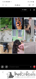 Photo №1. german shepherd - for sale in the city of Kishinev | negotiated | Announcement № 58741