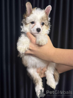 Photo №2 to announcement № 131413 for the sale of chinese crested dog - buy in Slovakia breeder