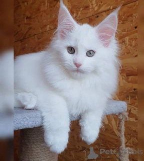 Photo №3. Scottish fold kittens available for Rehoming and adoption. Vet checked, fully. Australia