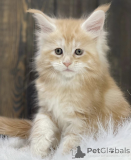 Photo №1. maine coon - for sale in the city of Bellaire | 510$ | Announcement № 161714