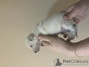Photo №3. Small italian greyhound bitch. Russian Federation