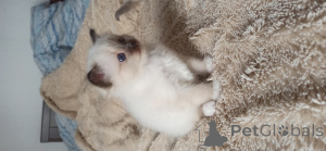 Photo №1. birman - for sale in the city of Аликанте | 1412$ | Announcement № 136049